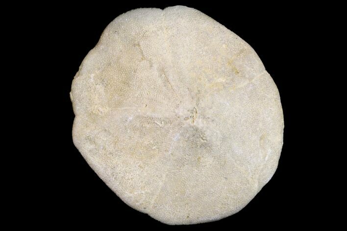 Miocene Echinoid (Monostychia) Fossil - Australia #156385
